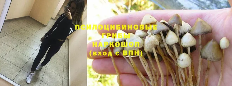 купить  цена  Зеленокумск  Псилоцибиновые грибы Magic Shrooms 